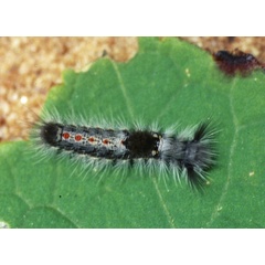 /filer/webapps/moths/media/images/F/fasciata_Euproctis_C_Roland_01.jpg