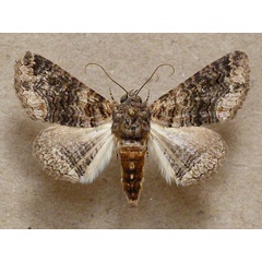 /filer/webapps/moths/media/images/A/atrifusa_Pericyma_A_Butler.jpg