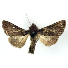 /filer/webapps/moths/media/images/C/capnista_Trichoplusia_AM_RMCA.jpg