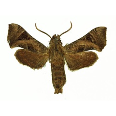 /filer/webapps/moths/media/images/N/nana_Sphingonaepiopsis_AM_Basquin_02.jpg