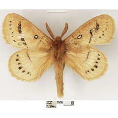 /filer/webapps/moths/media/images/M/melambela_Philotherma_AM_NHMUK_02.jpg