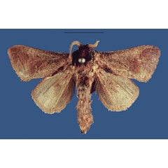 /filer/webapps/moths/media/images/D/durbanica_Shimbania_AM_SNHM.jpg