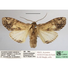 /filer/webapps/moths/media/images/O/ochribasis_Achaera_AF_MGCLa_03.JPG