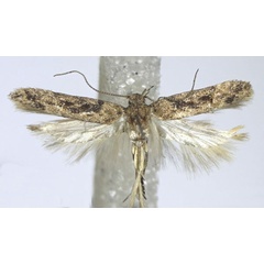 /filer/webapps/moths/media/images/P/portosanctana_Scrobipalpa_AM_ZMHB_01.jpg