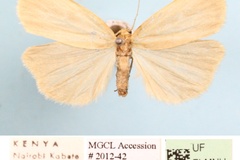 Lophilema angustipennis