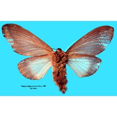 /filer/webapps/moths/media/images/F/fulgurata_Pachypasa_PLTF_SNHMb.jpg