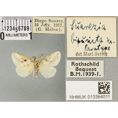 /filer/webapps/moths/media/images/B/bipuncta_Suarezia_PTM_BMNH_01a.jpg