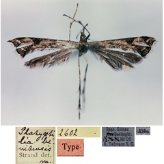 /filer/webapps/moths/media/images/B/benitensis_Platyptilia_HT_ZMHB.jpg