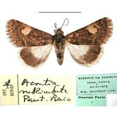 /filer/webapps/moths/media/images/S/sublimbata_Acontia_PT_MNHN.jpg