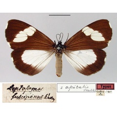 /filer/webapps/moths/media/images/F/fuscipenne_Leptosoma_HT_SNHM.jpg