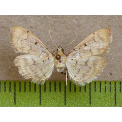 /filer/webapps/moths/media/images/M/mutualis_Herpetogramma_A_Butler.JPG