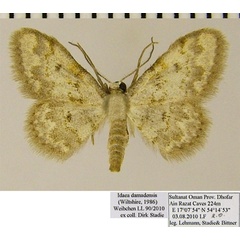 /filer/webapps/moths/media/images/D/damadensis_Idaea_AM_ZSM.jpg