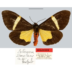 /filer/webapps/moths/media/images/S/simulans_Eohemera_HT_MNHN.jpg