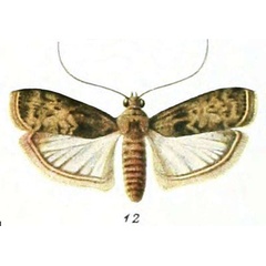 /filer/webapps/moths/media/images/E/epithalassiella_Salebria_HT_Zerny_1-12.jpg