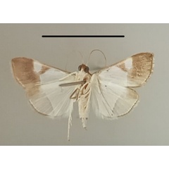 /filer/webapps/moths/media/images/M/margaritalis_Viettessa_A_MGCLb_02.jpg