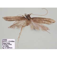 /filer/webapps/moths/media/images/D/dallastai_Homaloxestis_HT_RMCA.jpg