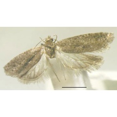 /filer/webapps/moths/media/images/T/taraktica_Homadaula_HT_MfN.jpg