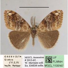/filer/webapps/moths/media/images/M/mixta_Bracharoa_A_MGCLa_01.jpg