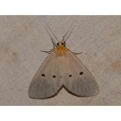 /filer/webapps/moths/media/images/G/guttivaga_Soloella_A_Goff_01.JPG