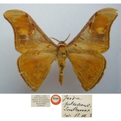 /filer/webapps/moths/media/images/F/fulvescens_Goodia_HT_NHMUKa.jpg