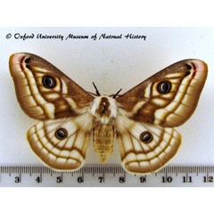 /filer/webapps/moths/media/images/A/apollonia_Heniocha_AF_OUMNH_01.jpg