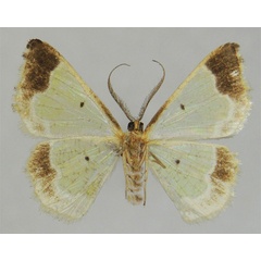 /filer/webapps/moths/media/images/N/nigrapex_Zamarada_HT_ZSMb.jpg