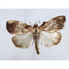 /filer/webapps/moths/media/images/P/pavonana_Crocidolomia_A_Goff_01.jpg