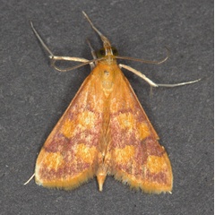 /filer/webapps/moths/media/images/P/phoenicealis_Pyrausta_A_Heyns.jpg