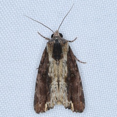 /filer/webapps/moths/media/images/V/viettei_Magusa_A_Heyns_01.JPG