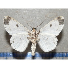 /filer/webapps/moths/media/images/R/reciprocaria_Ascotis_A_Goffb_01.jpg
