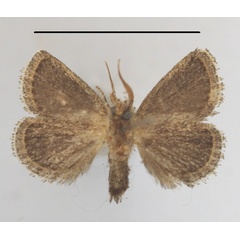/filer/webapps/moths/media/images/A/albovenosa_Halseyia_A_MGCLb_02.JPG
