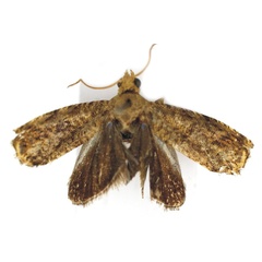 /filer/webapps/moths/media/images/S/sabieae_Grapholita_HT_Bassi.jpg