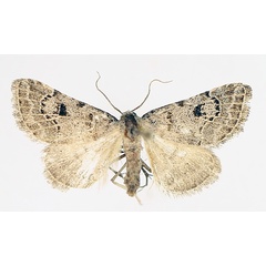 /filer/webapps/moths/media/images/V/venata_Chusaris_AM_TMSA_01.jpg