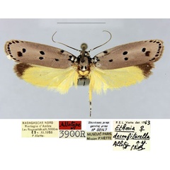 /filer/webapps/moths/media/images/D/deconfiturella_Ethmia_AT_MNHN_BDJOBeV.jpg