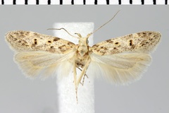 Athrips ochrostigma