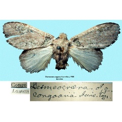 /filer/webapps/moths/media/images/C/congoana_Desmeocraera_STF_SNHMa.jpg