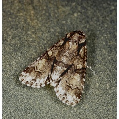 /filer/webapps/moths/media/images/T/transvalica_Acronicta_A_Roland_01.jpg