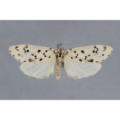 /filer/webapps/moths/media/images/P/punctata_Exilisia_A_BMNH.jpg