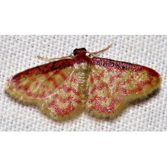 /filer/webapps/moths/media/images/A/auriflua_Idaea_A_Braun_04.jpg