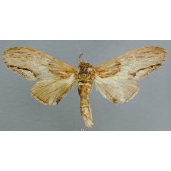 /filer/webapps/moths/media/images/C/centralis_Atrasana_AT_RMCA_.jpg