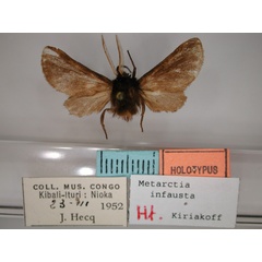 /filer/webapps/moths/media/images/I/infausta_Metarctia_HT_RMCA_01.jpg