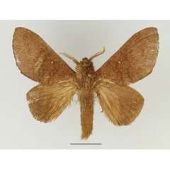 /filer/webapps/moths/media/images/I/immunda_Pachymeta_AM_Basquin_03.jpg