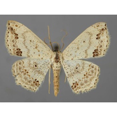/filer/webapps/moths/media/images/N/nemorivagata_Scopula_A_ZSM_01.jpg