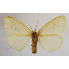 /filer/webapps/moths/media/images/A/adspersa_Crorema_AM_MGCLb.jpg