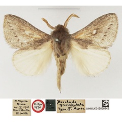 /filer/webapps/moths/media/images/P/punctulata_Beralade_HT_NHMUK.jpg
