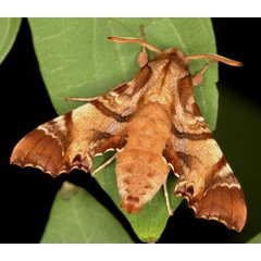/filer/webapps/moths/media/images/P/pylas_Temnora_A_Heyns_03.jpg