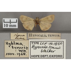 /filer/webapps/moths/media/images/T/tenuis_Hyblaea_HTF_OUMNHb_01.jpg