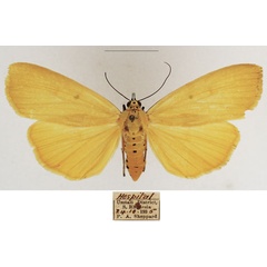 /filer/webapps/moths/media/images/L/lithosioides_Sommeria_AF_TMSA_01.jpg