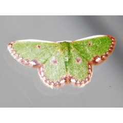 /filer/webapps/moths/media/images/R/rhodophthalma_Eucrostes_A_Grobler_01.jpg