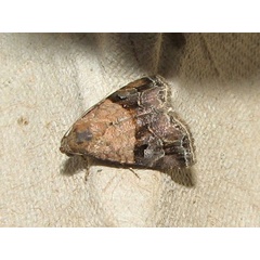 /filer/webapps/moths/media/images/M/megaplaga_Ozarba_A_Goff.jpg